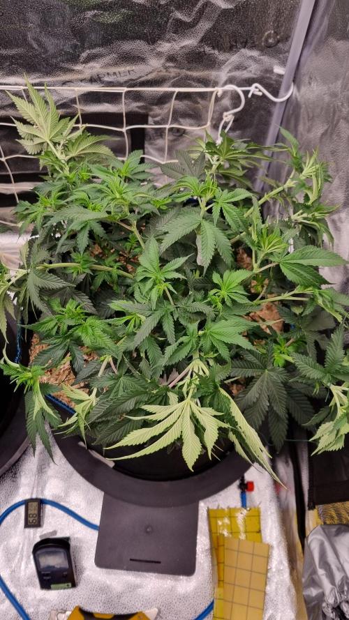 Sherbelato Cake #2 Dutch Passion SOIL. Week 7 - Day 49 after lst