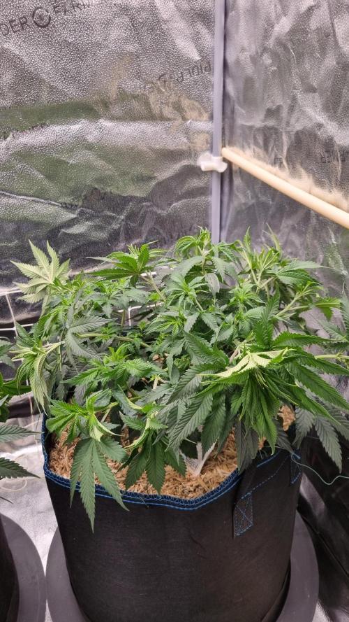 Sherbelato Cake #2 Dutch Passion SOIL. Week 7 - Day 49 after lst