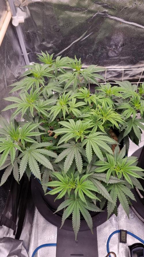 Midnight Candy HappyPlant420 SOIL. Week 7 - Day 49 before lst