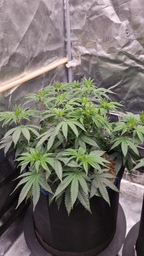 Midnight Candy HappyPlant420 SOIL. Week 7 - Day 49 before lst