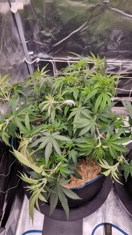 Midnight Candy HappyPlant420 SOIL. Week 7 - Day 49 after lst