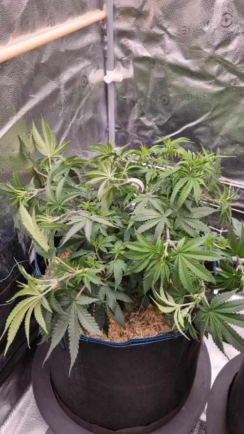 Midnight Candy HappyPlant420 SOIL. Week 7 - Day 49 after lst