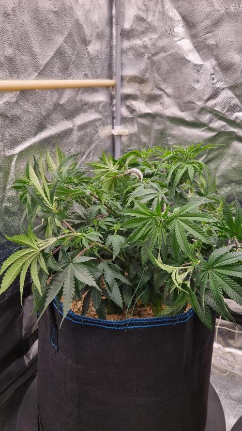 Midnight Candy HappyPlant420 SOIL. Week 7 - Day 49 after lst