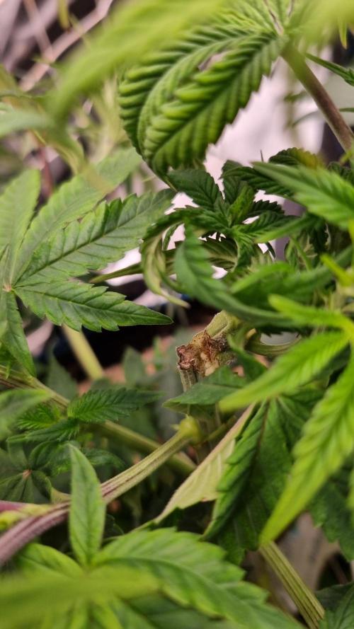 Midnight Candy HappyPlant420 SOIL. Week 7 - Day 49 last time lst branch almost broken full but still alive.