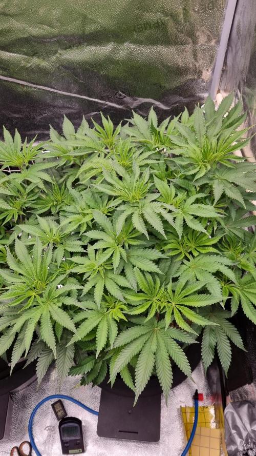 Sherbelato Cake #2 Dutch Passion SOIL. Week 8 - Day 28