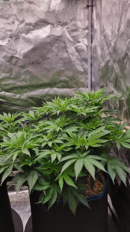 Sherbelato Cake #2 Dutch Passion SOIL. Week 8 - Day 28