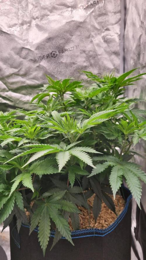 Sherbelato Cake #2 Dutch Passion SOIL. Week 8 - Day 28