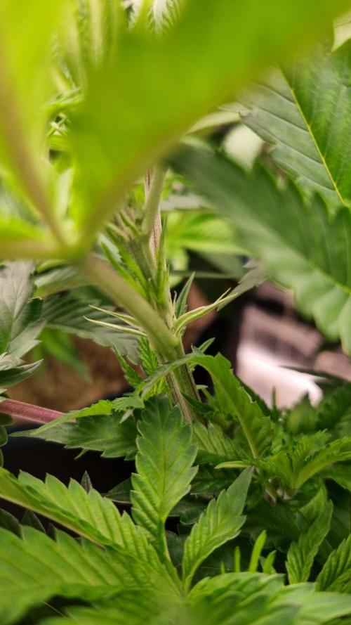 Sherbelato Cake #2 Dutch Passion SOIL. Week 8 - Day 28