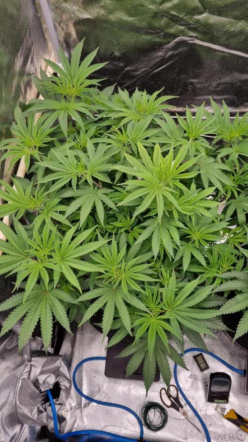 Midnight Candy HappyPlant420 SOIL. Week 8 - Day 28