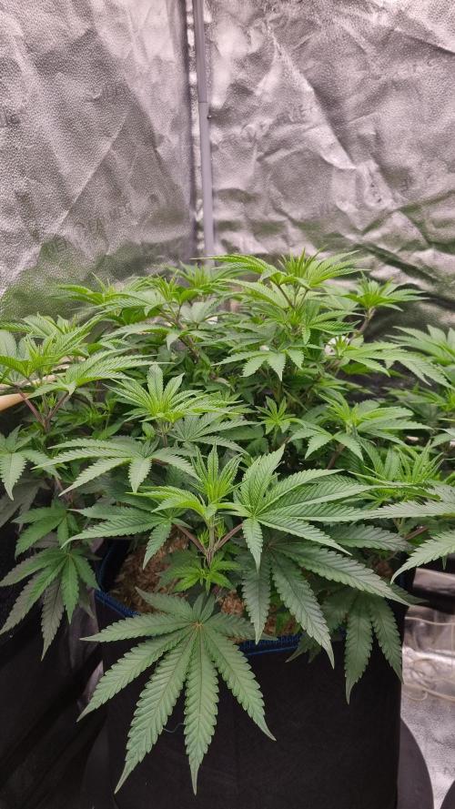 Midnight Candy HappyPlant420 SOIL. Week 8 - Day 28