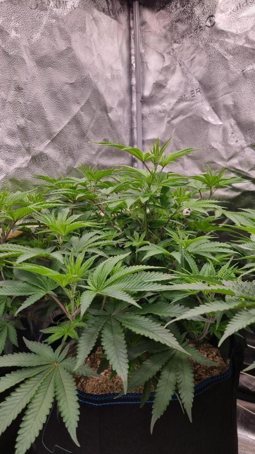 Midnight Candy HappyPlant420 SOIL. Week 8 - Day 28