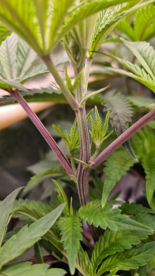 Midnight Candy HappyPlant420 SOIL. Week 8 - Day 28