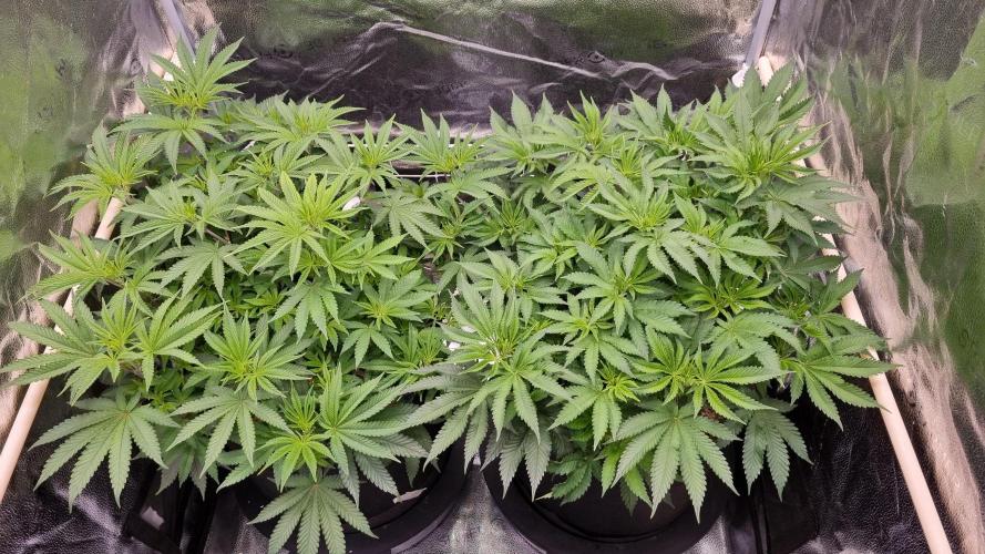 Midnight Candy HappyPlant420 SOIL. Week 8 - Day 28 Midnight left, Sherb right.