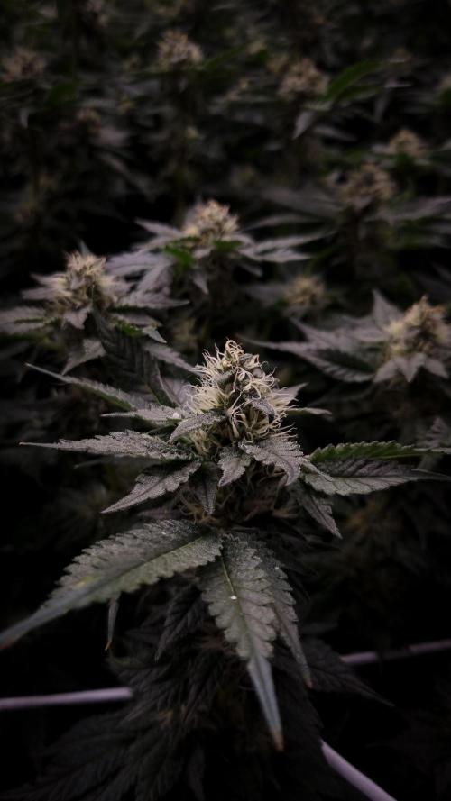 Garlic Cookies Pureinstinto NFT. Week 12 - Day 35