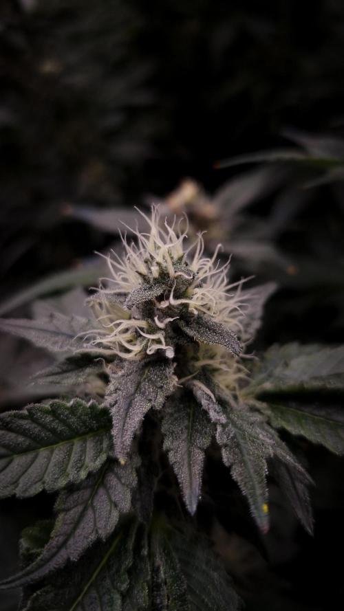 Garlic Cookies Pureinstinto NFT. Week 12 - Day 35