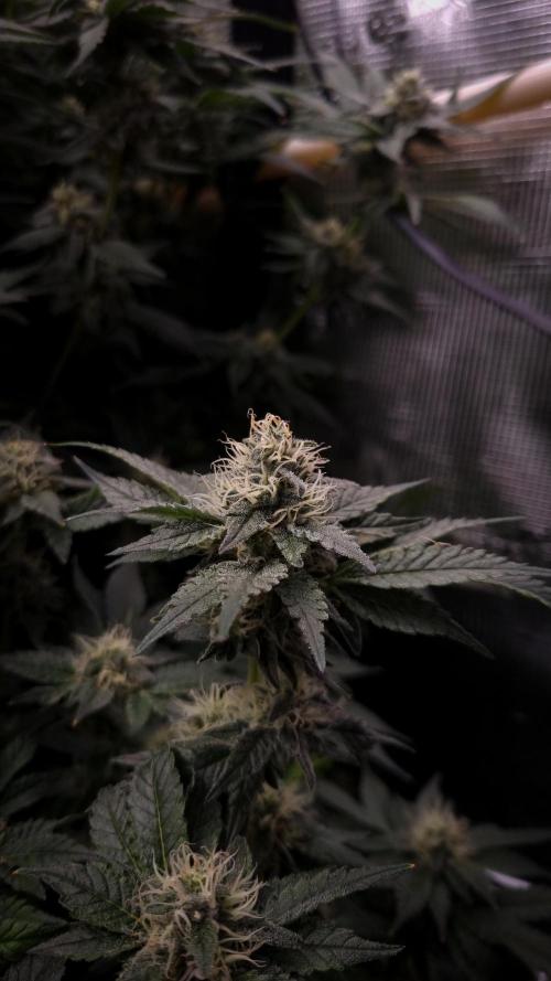 Garlic Cookies Pureinstinto NFT. Week 12 - Day 35