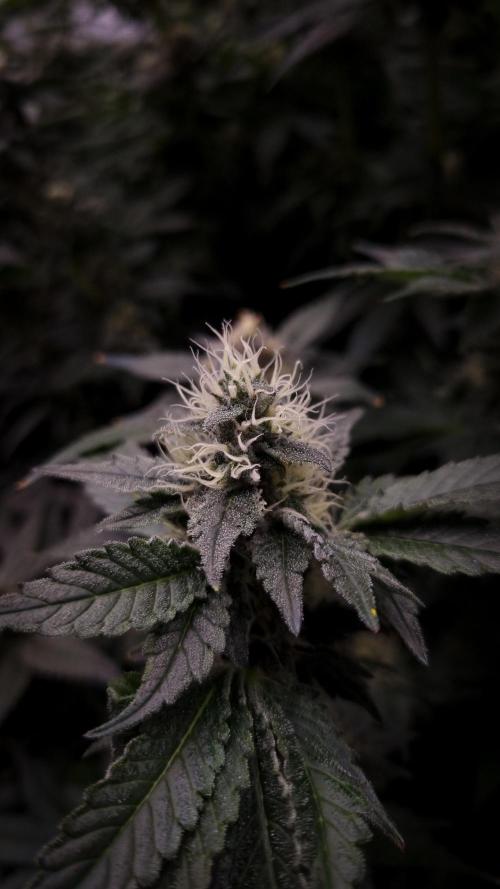 Garlic Cookies Pureinstinto NFT. Week 12 - Day 35