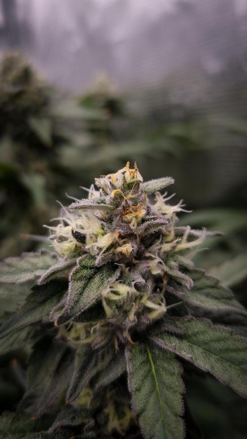 Papayton Fastbuds NFT. Week 12 - Day 35