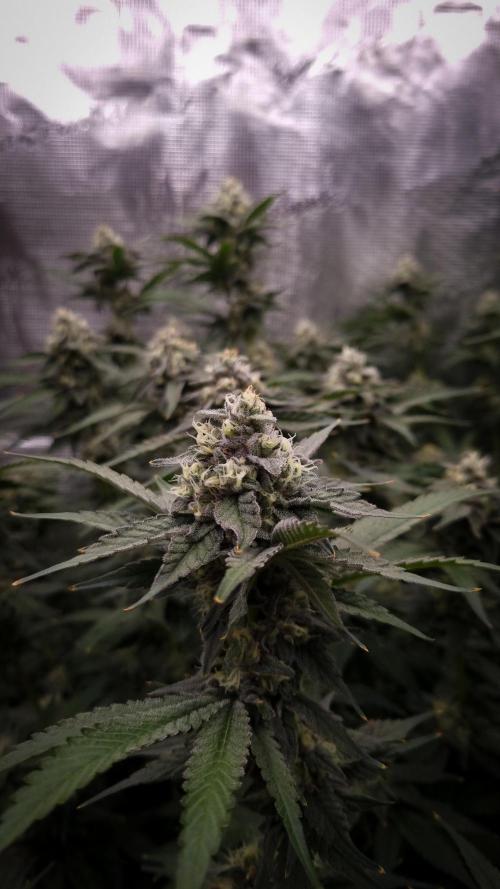 Papayton Fastbuds NFT. Week 12 - Day 35