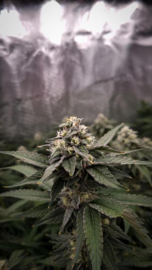 Papayton Fastbuds NFT. Week 12 - Day 35