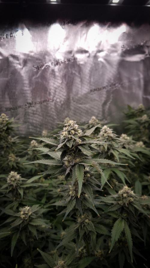 Papayton Fastbuds NFT. Week 12 - Day 35