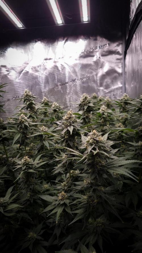 Papayton Fastbuds NFT. Week 12 - Day 35