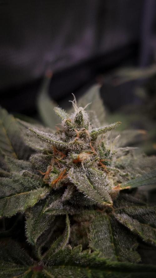 Studio 54 Stardust Auto Sweet Seeds NFT. Week 12 - Day 42