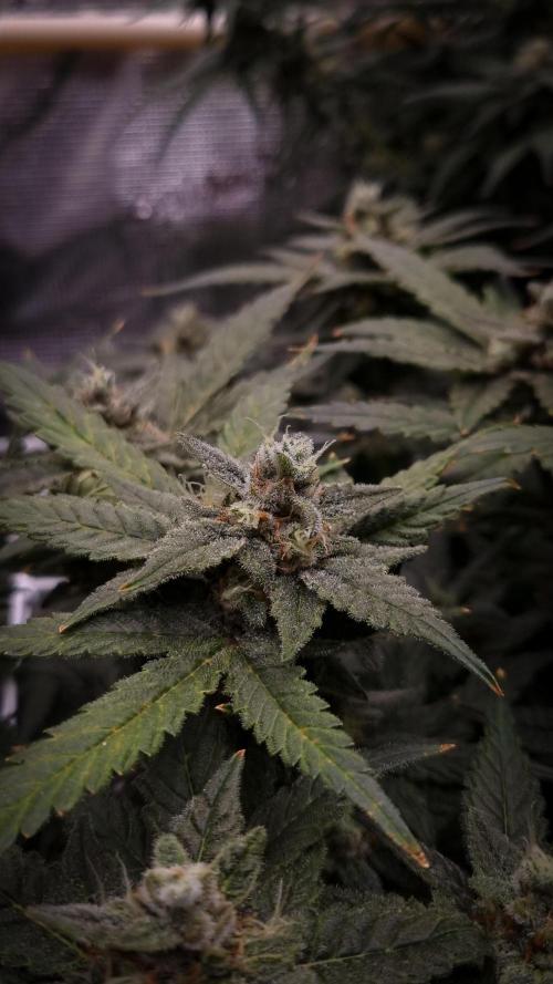 Studio 54 Stardust Auto Sweet Seeds NFT. Week 12 - Day 42