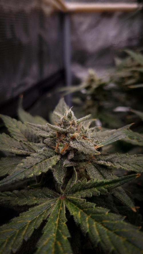 Studio 54 Stardust Auto Sweet Seeds NFT. Week 12 - Day 42