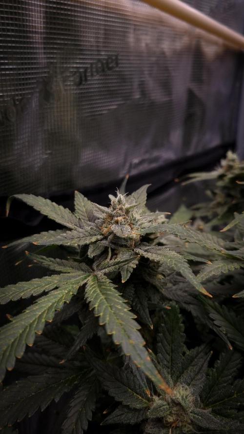 Studio 54 Stardust Auto Sweet Seeds NFT. Week 12 - Day 42