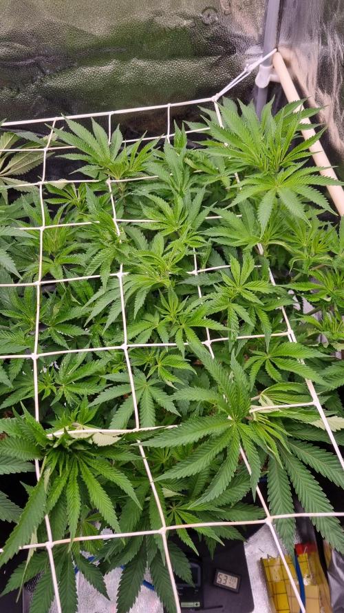 Sherbelato Cake #2 Dutch Passion SOIL. Week 9 - Day 63