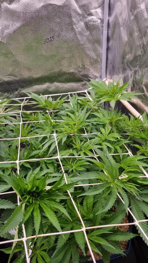 Sherbelato Cake #2 Dutch Passion SOIL. Week 9 - Day 63