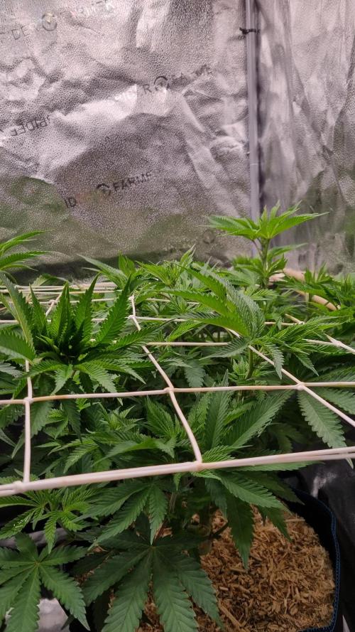 Sherbelato Cake #2 Dutch Passion SOIL. Week 9 - Day 63