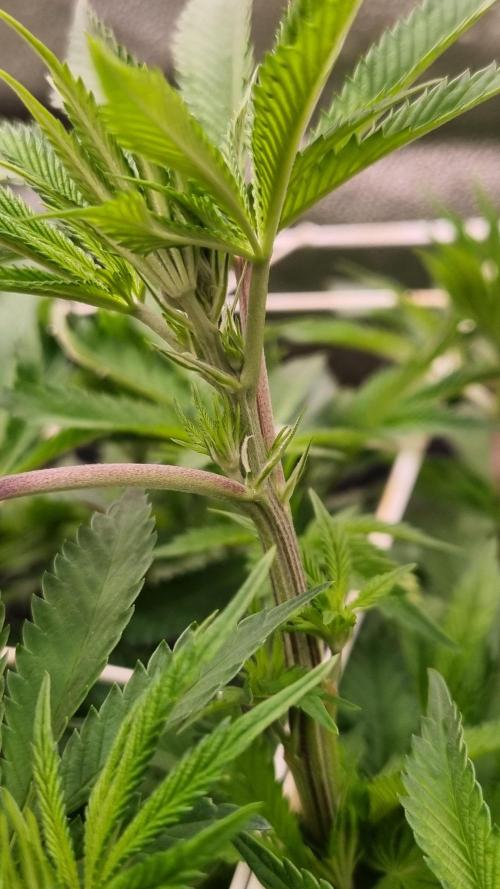 Sherbelato Cake #2 Dutch Passion SOIL. Week 9 - Day 63