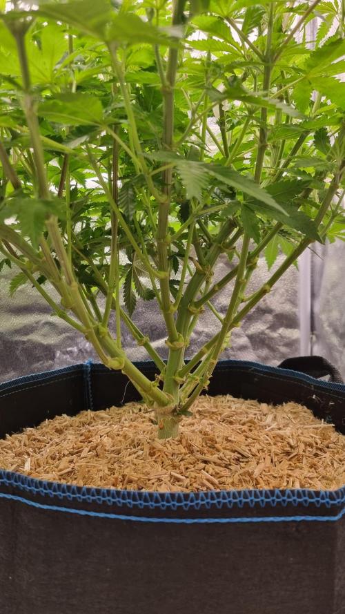 Sherbelato Cake #2 Dutch Passion SOIL. Week 9 - Day 63