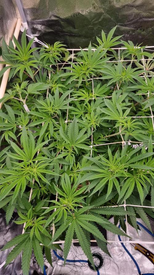 Midnight Candy HappyPlant420 SOIL. Week 9 - Day 63