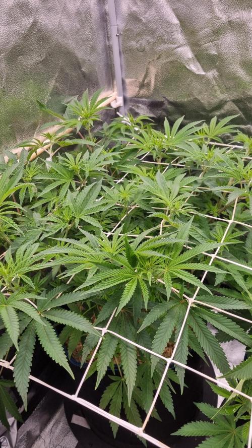 Midnight Candy HappyPlant420 SOIL. Week 9 - Day 63