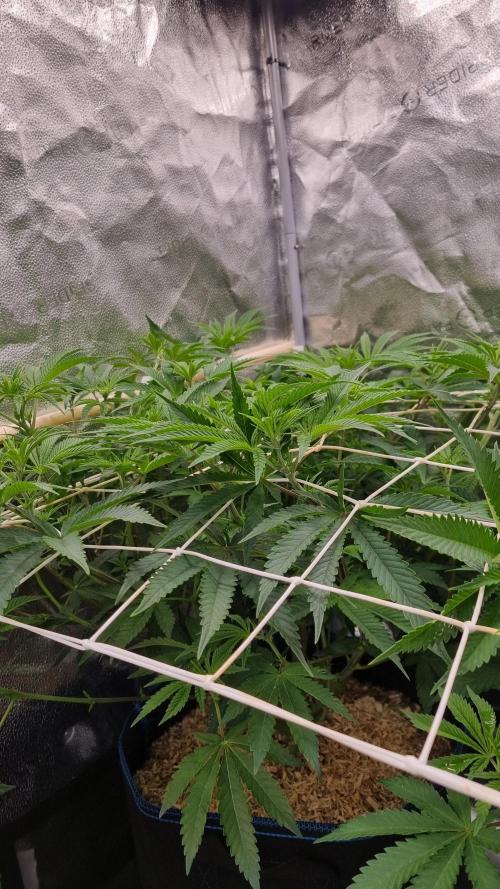 Midnight Candy HappyPlant420 SOIL. Week 9 - Day 63