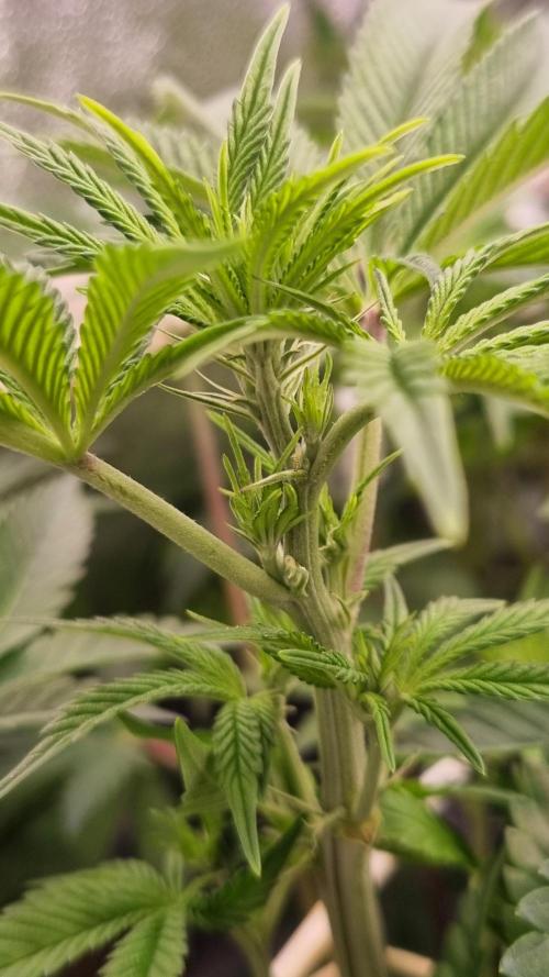 Midnight Candy HappyPlant420 SOIL. Week 9 - Day 63