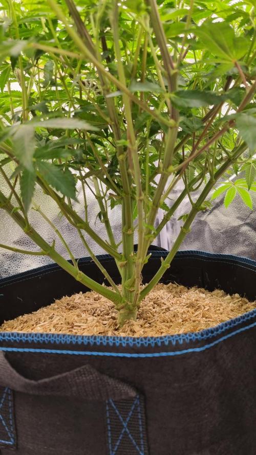 Midnight Candy HappyPlant420 SOIL. Week 9 - Day 63