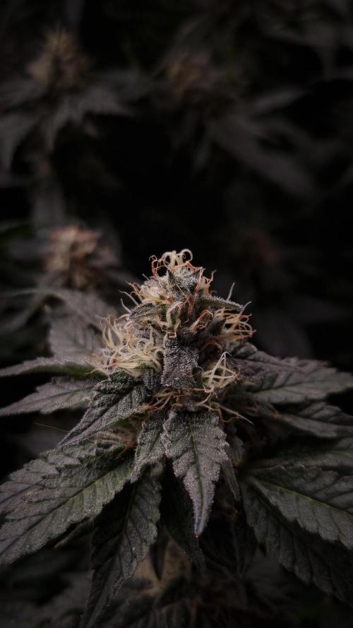 Garlic Cookies Pureinstinto NFT. Week 13 - Day 42