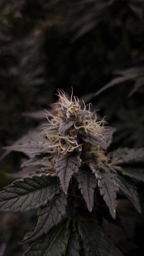 Garlic Cookies Pureinstinto NFT. Week 13 - Day 42