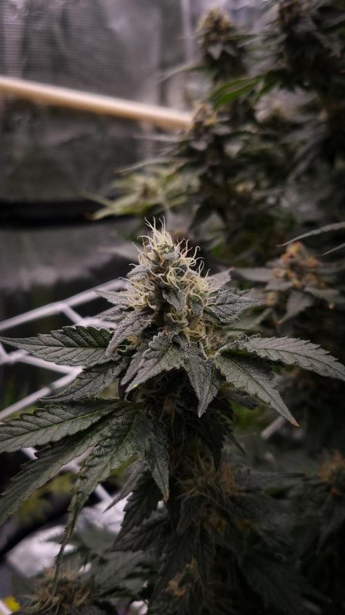 Garlic Cookies Pureinstinto NFT. Week 13 - Day 42