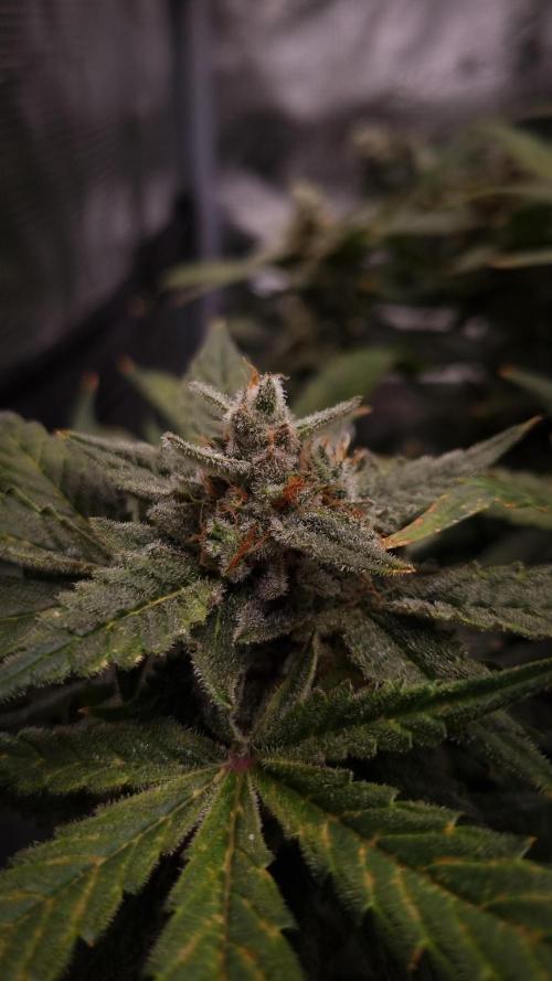 Studio 54 Stardust Auto Sweet Seeds NFT. Week 13 - Day 49