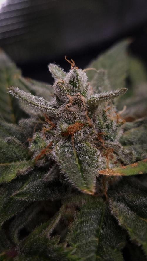 Studio 54 Stardust Auto Sweet Seeds NFT. Week 13 - Day 49