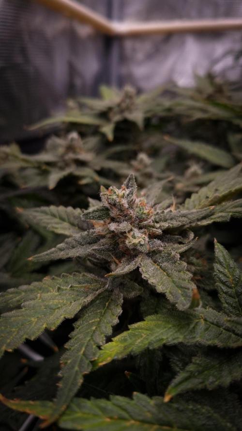 Studio 54 Stardust Auto Sweet Seeds NFT. Week 13 - Day 49