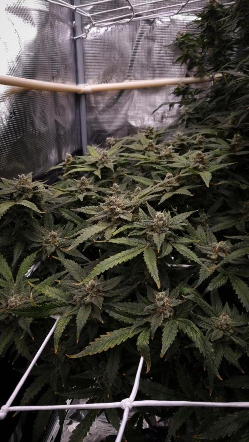 Studio 54 Stardust Auto Sweet Seeds NFT. Week 13 - Day 49