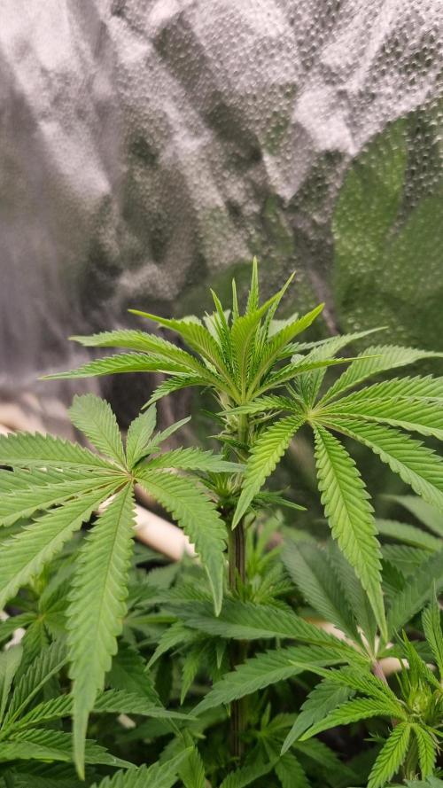 Sherbelato Cake #2 Dutch Passion SOIL. Week 10 - Day 7