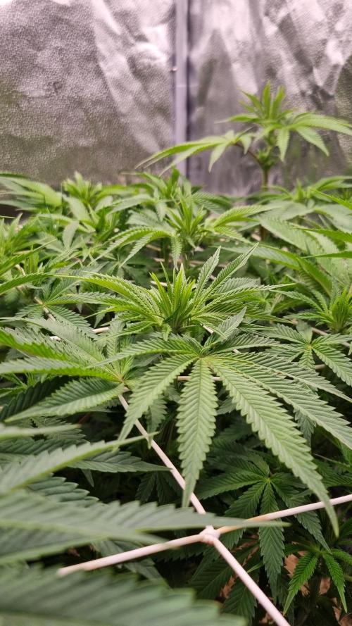 Sherbelato Cake #2 Dutch Passion SOIL. Week 10 - Day 7