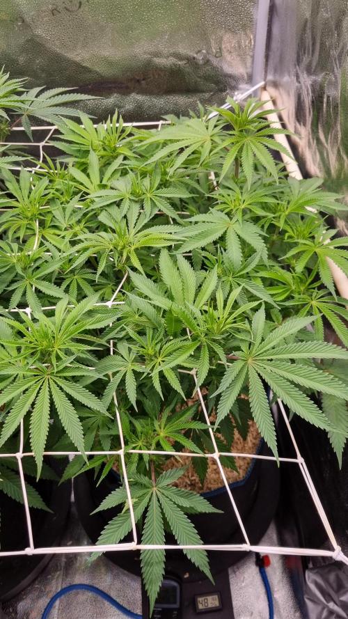 Sherbelato Cake #2 Dutch Passion SOIL. Week 10 - Day 7